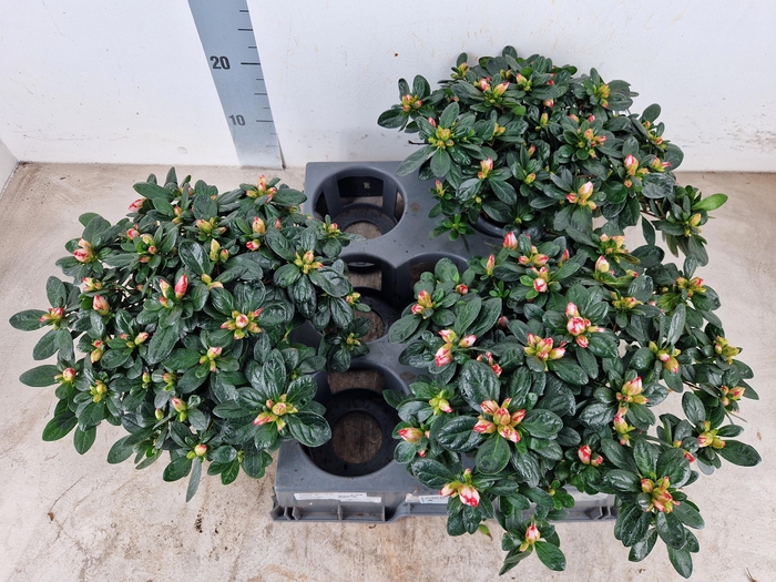 <h4>RHODO SI OV</h4>