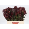 Leucadendron Safari Sunset Spray