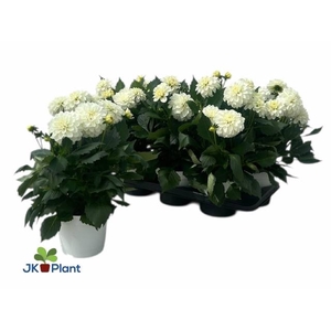 DAHL HYPNO WHITE