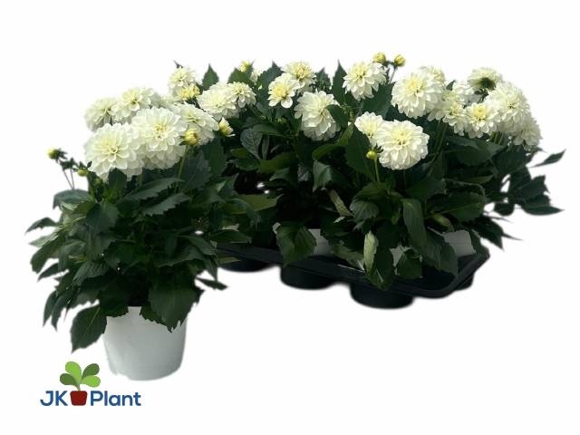 <h4>DAHL HYPNO WHITE</h4>