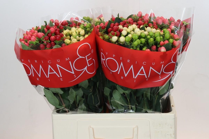 Hypericum Rainbow Romance