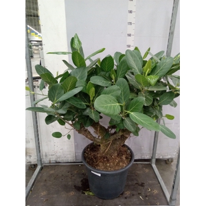 Ficus benghalensis 'Audrey'