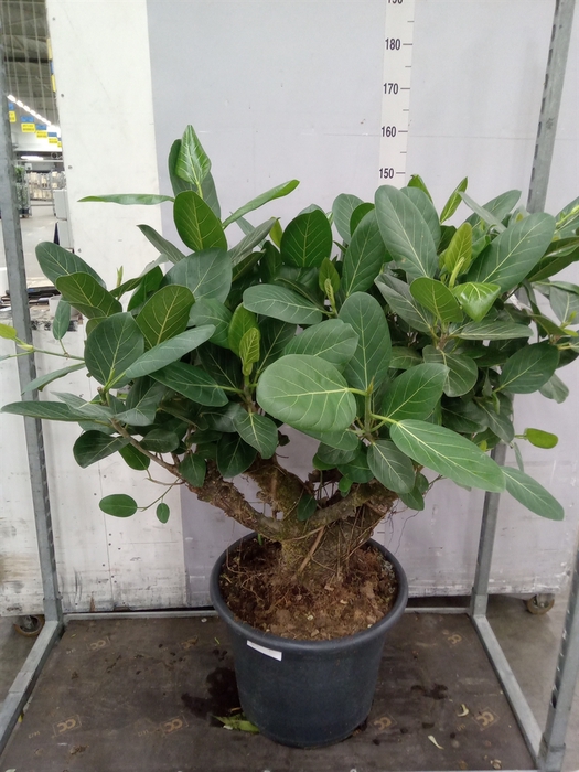 <h4>Ficus benghalensis 'Audrey'</h4>