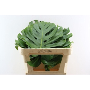 Monstera Xl