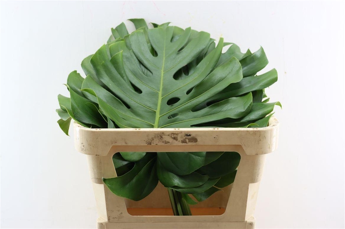 <h4>Monstera Xl</h4>