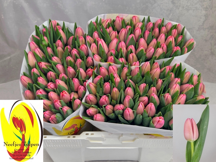 <h4>TU EN TRESOR</h4>