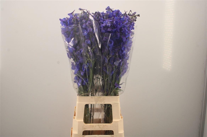 <h4>Delph En Donna Blue</h4>