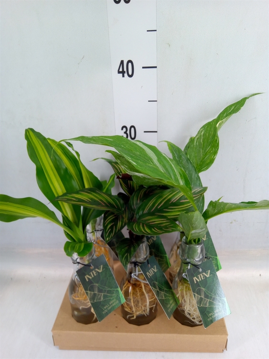 <h4>Planten  ..mix</h4>