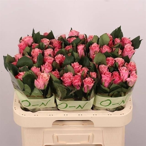 R GR LIGH P TACAZZI+