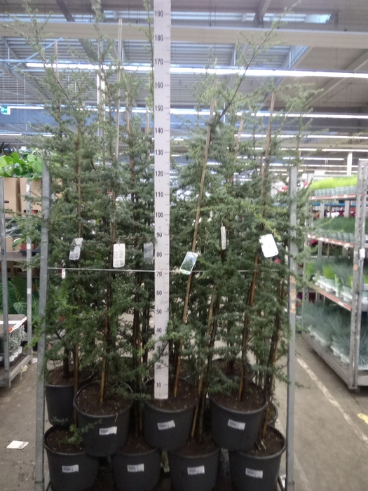 <h4>Cedrus libani 'Glauca'</h4>