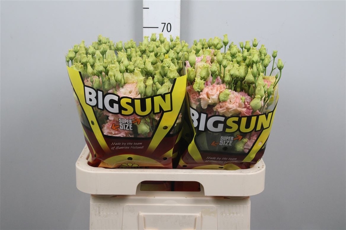 Eus G Alissa Champagne