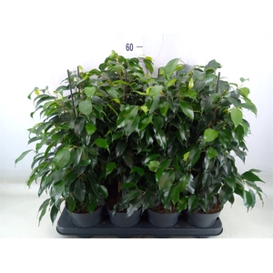 Ficus benja. 'Danielle'