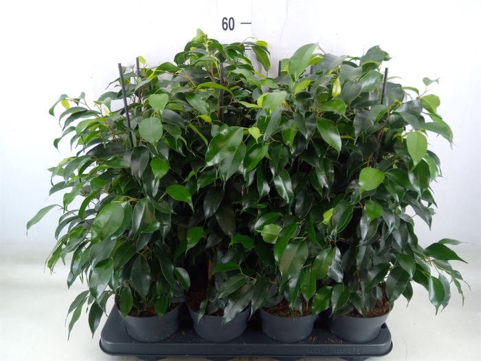 <h4>Ficus benja. 'Danielle'</h4>