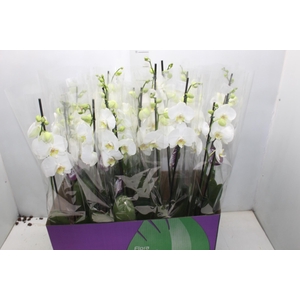 PHALAENOPSIS P12 BRANCO 2 HT