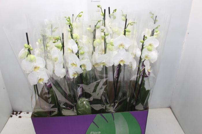 <h4>PHALAENOPSIS P12 BRANCO 2 HT</h4>