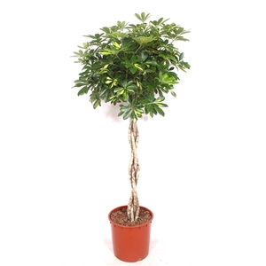 Schefflera Gold Capella