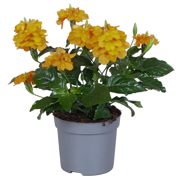 <h4>Crossandra Fortuna 13 Cm</h4>