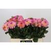 Dahlia Esli