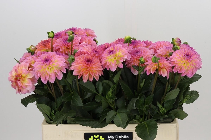 <h4>Dahlia Esli</h4>