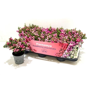 Gaultheria mucronata Roze