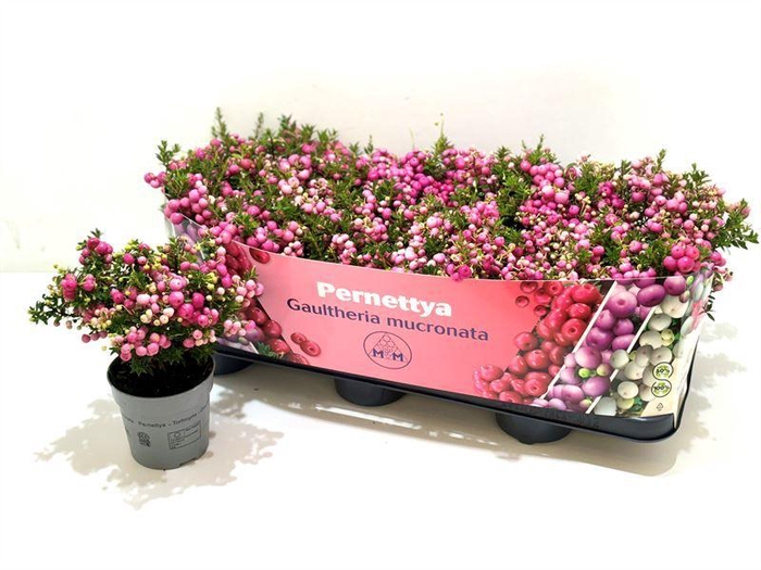 <h4>Gaultheria mucronata Roze</h4>