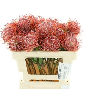 LEUCO SCARLET RIBBON