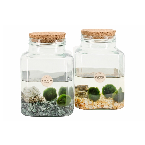 <h4>90562: Marimo arrangement</h4>