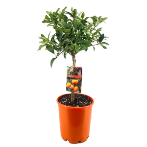 Citrus kumquat