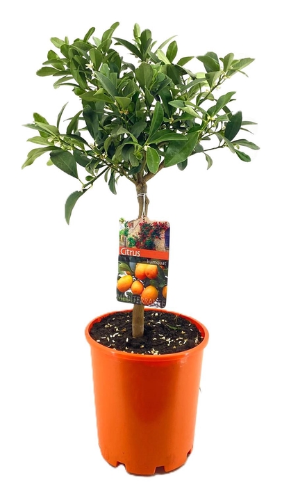 <h4>Citrus kumquat</h4>