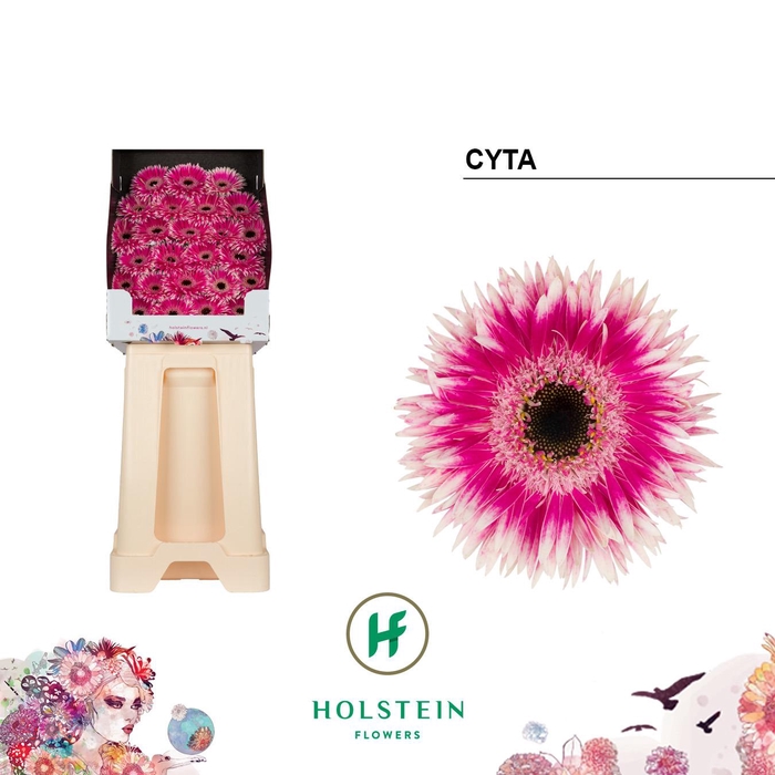 <h4>Ge Mi Gerspider Cyta</h4>