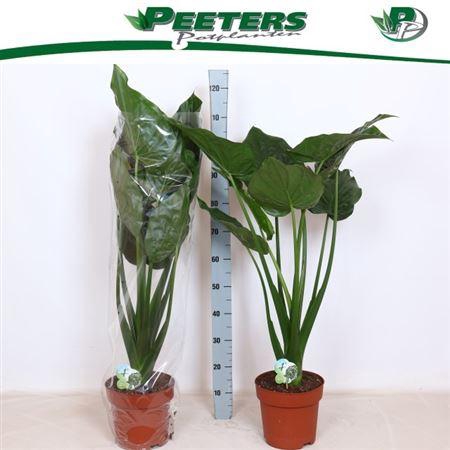 <h4>Alocasia cucullata</h4>