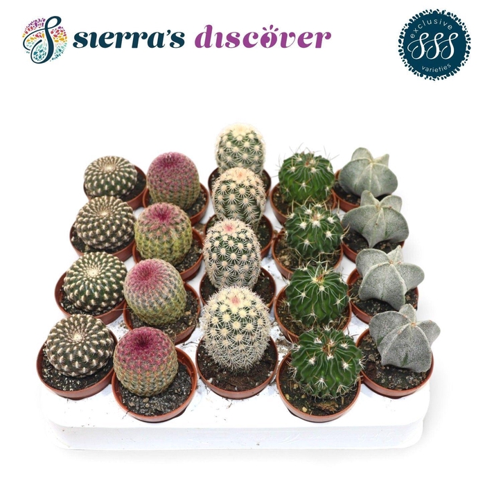 CACTUS GEM