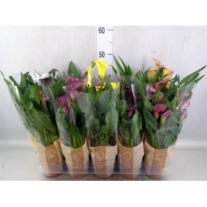 Zantedeschia   ...mix