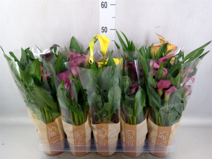 Zantedeschia   ...mix