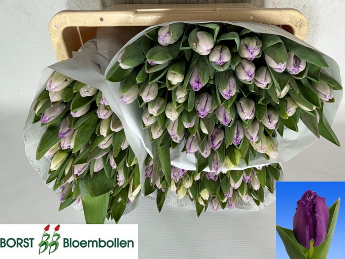 <h4>TU FR SAN CLEMENTE</h4>