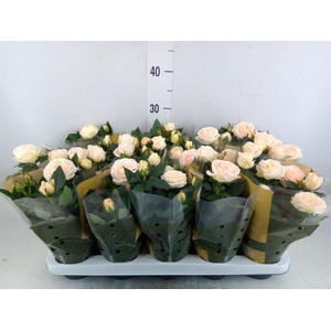 Rosa  'Belami Kordana'