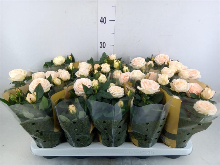 <h4>Rosa 'Belami Kordana'</h4>