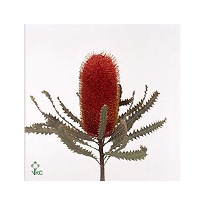 Banksia Wx Mixed Copper