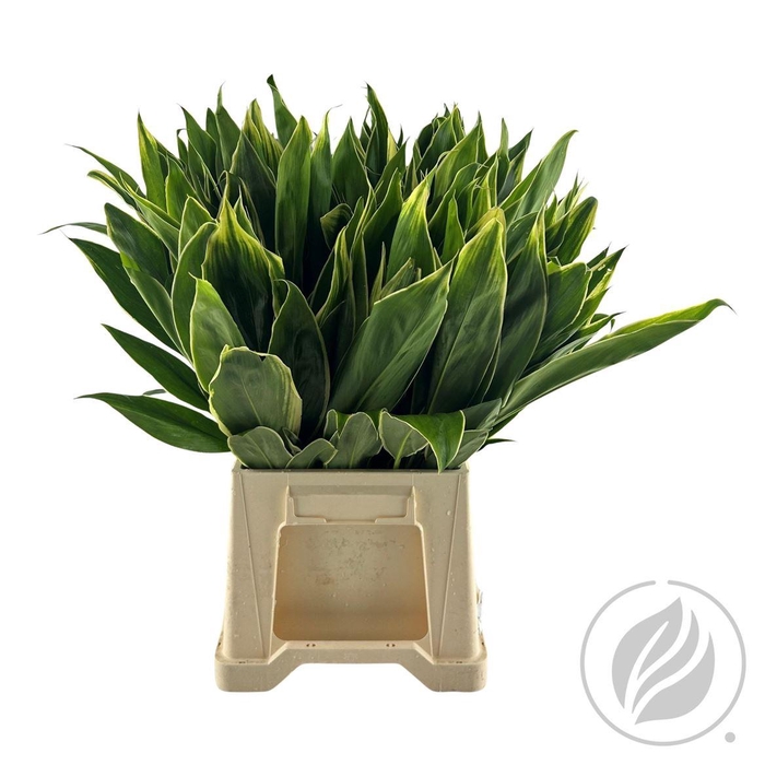 <h4>Cordyline Congo Premium</h4>