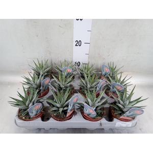 Haworthia fasciata 'Alba'