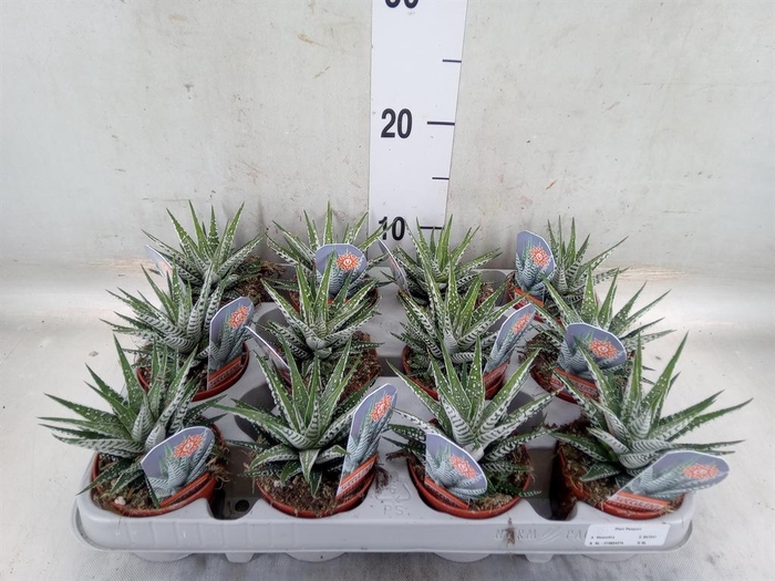 <h4>Haworthia fasciata 'Alba'</h4>