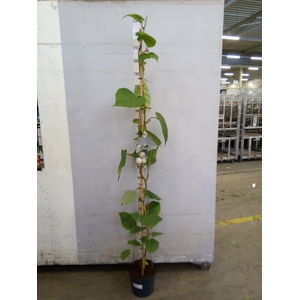 Actinidia deliciosa 'Jenny'