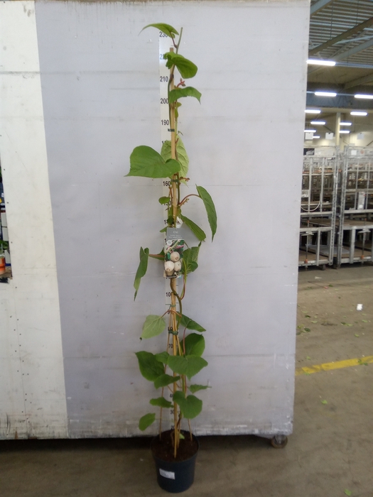<h4>Actinidia deliciosa 'Jenny'</h4>