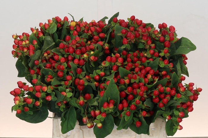 Hypericum Magical Triumph