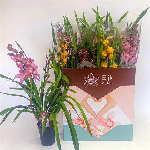 Cymbidium mix (Cites) 14Ø 80cm 2st