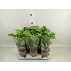 Maranta leuc. 'Fiesta'