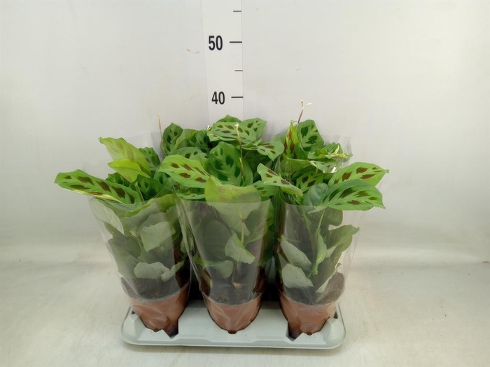 <h4>Maranta leuc. 'Fiesta'</h4>