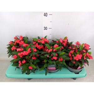 Euphorbia milii 'Vulcanus'