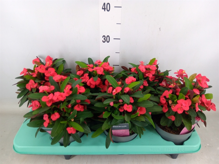 <h4>Euphorbia milii 'Vulcanus'</h4>