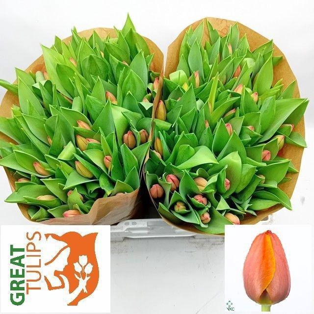 <h4>TU EN AD REM</h4>